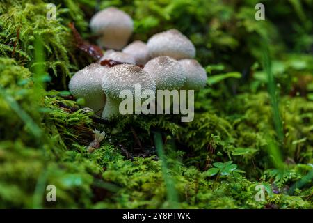 Dans une forêt moussue luxuriante, de beaux champignons prospèrent sur le sol humide, mettant en valeur l'incroyable diversité de la nature Banque D'Images