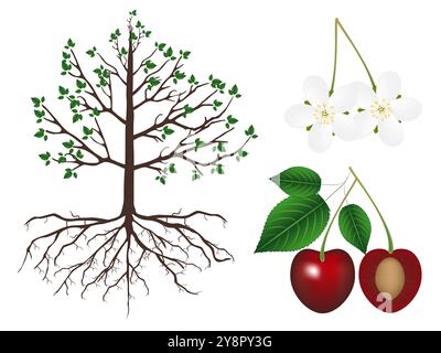 Partie d'une plante de cerisier sur un fond blanc. Illustration de Vecteur