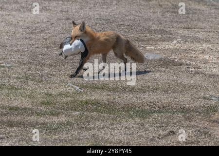 Red Fox femelle adulte avec petit pingouin pingouin dans sa bouche le cap St. Mary's, Terre-Neuve Banque D'Images