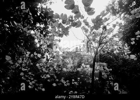 Feuilles lumineuses rétroéclairées contre le ciel sans nuages, image de la nature en noir et blanc, Howrah, Bengale occidental, Inde. Banque D'Images