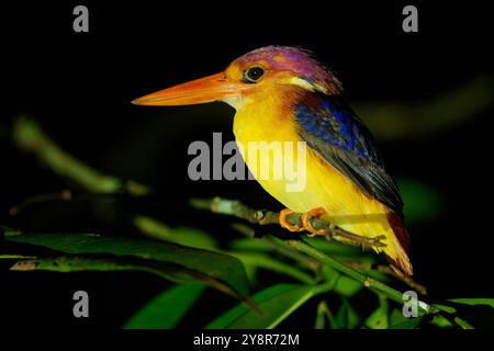 kingfisher nain à dos roux Ceyx rufidorsa petit oiseau chez Alcedinidae trouvé en Asie du Sud-est maritime, bec rouge, sous-parties jaune-orange, lilas-RU Banque D'Images