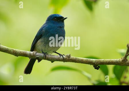 Mouche indigo Eumyias oiseau bleu indigo chez Muscicapidae, trouvé en Indonésie et en Malaisie, Sumatra, Java et Bornéo chez les monmons submontagneux humides tropicaux Banque D'Images