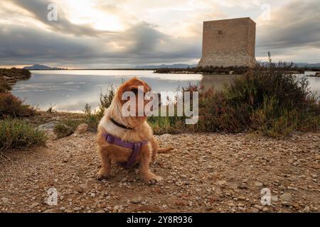 Nami le chien visite dans les Salinas de Santa Pola, Espagne Banque D'Images