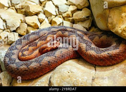 Vipère à cornes, vipère à long nez ou additionneur de sable commun (ammodytes Vipera) Banque D'Images