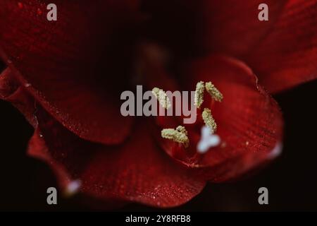 Hippeastrum rouge sur fond noir. Concept de santé des femmes. Saint Valentin. Fleur écarlate d'amour. Macro gros plan photo de gouttes sur les pétales. A Banque D'Images