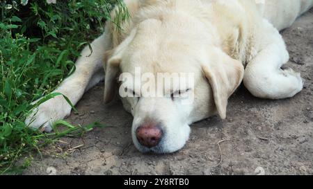 labrador blanc retriever dormant sur le sol. Le labrador blanc est un labrador adulte et il dort assez grand sur le sol. Gros plan sur le visage Banque D'Images