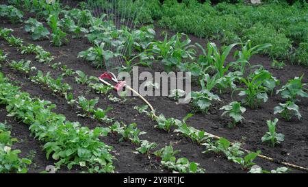 Arrosage des cultures dans le jardin. Le jardin intelligent est activé avec un système d'arrosage par arrosage automatique des rangées de cultures. Tournage en 4K. Banque D'Images