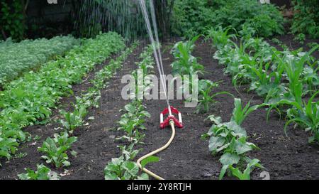 Arrosage des cultures dans le jardin. Le jardin intelligent est activé avec un système d'arrosage par arrosage automatique des rangées de cultures. Tournage en 4K. Banque D'Images