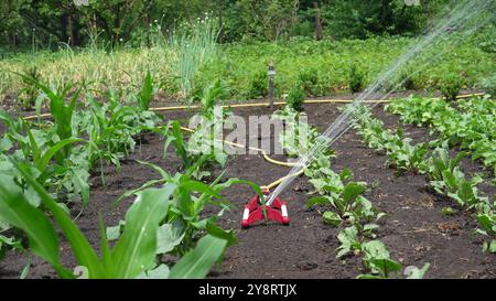 Arrosage des cultures dans le jardin. Le jardin intelligent est activé avec un système d'arrosage par arrosage automatique des rangées de cultures. Tournage en 4K. Banque D'Images