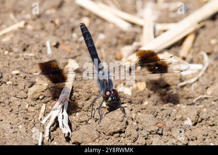 Brachythemis leucosticta, un broyage à bandes ou un broyage à bandes Southern, au repos. Banque D'Images