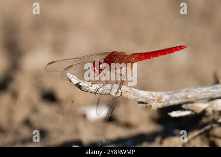 Un dard mâle à veines rouges ou libellule nomade, Sympetrum fonscolombii reposant sur une brindille. Banque D'Images