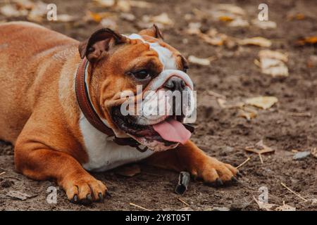 Le visage d'un bouledogue français avec sa langue qui dépasse est vu dans le cadre. Un chien dans le parc sur argile avec des feuilles d'automne sur le sol. Banque D'Images