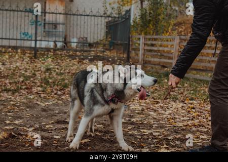 Le cadre montre un Husky pleine longueur. Chien dans le parc avec des feuilles d'automne sur le sol. Un chien sans laisse marche dans la nature. Banque D'Images