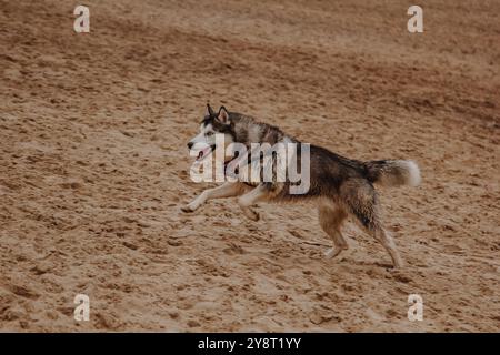 Le chien court à l'air frais. Husky court sur le sable. Gros chien gris moelleux près de la rivière. Banque D'Images