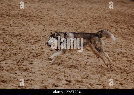 Le chien court à l'air frais. Husky court sur le sable. Gros chien gris moelleux près de la rivière. Banque D'Images
