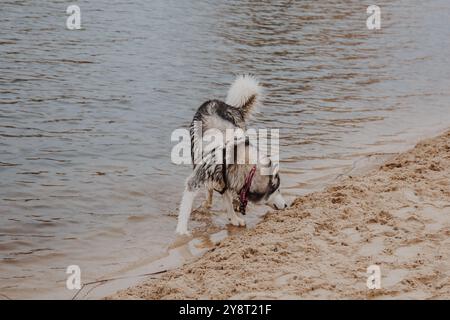 Le chien court à l'air frais. Husky court sur le sable. Gros chien gris moelleux près de la rivière. Banque D'Images