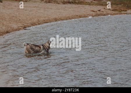 Le chien court à l'air frais. Husky court sur le sable. Gros chien gris moelleux près de la rivière. Banque D'Images