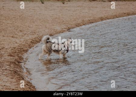 Le chien court à l'air frais. Husky court sur le sable. Gros chien gris moelleux près de la rivière. Banque D'Images