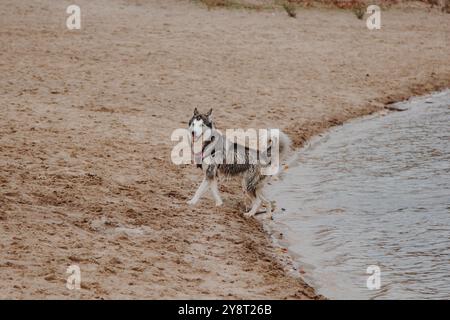 Le chien court à l'air frais. Husky court sur le sable. Gros chien gris moelleux près de la rivière. Banque D'Images