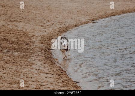 Le chien court à l'air frais. Husky court sur le sable. Gros chien gris moelleux près de la rivière. Banque D'Images