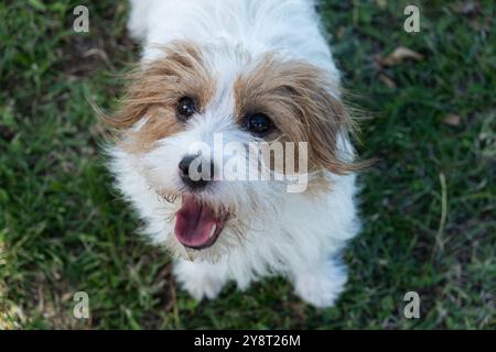 Vue de dessus d'un petit chien Jack Russel de race pure. Il se tient debout sur un fond herbeux et regarde vers le haut la langue. Banque D'Images