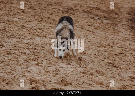Chien marchant sur la rive de l'océan. Husky court sur le sable. Un gros chien moelleux de couleur grise près d'un étang. Banque D'Images