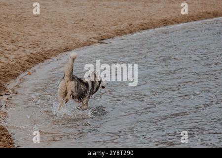 Chien marchant sur la rive de l'océan. Husky court sur le sable. Un gros chien moelleux de couleur grise près d'un étang. Banque D'Images