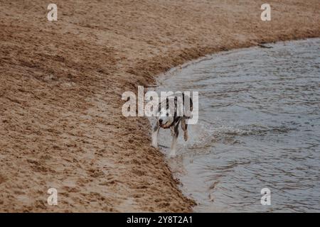 Chien marchant sur la rive de l'océan. Husky court sur le sable. Un gros chien moelleux de couleur grise près d'un étang. Banque D'Images
