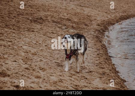 Chien marchant sur la rive de l'océan. Husky court sur le sable. Un gros chien moelleux de couleur grise près d'un étang. Banque D'Images