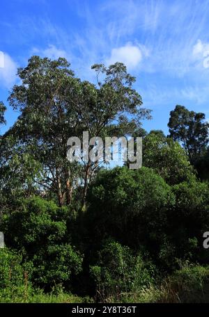 Canopée d'eucalyptus non cultivée, Oeiras, Portugal. Eucalyptus poussant dans les bois non cultivés au Portugal. Contre un ciel bleu et des nuages. Banque D'Images