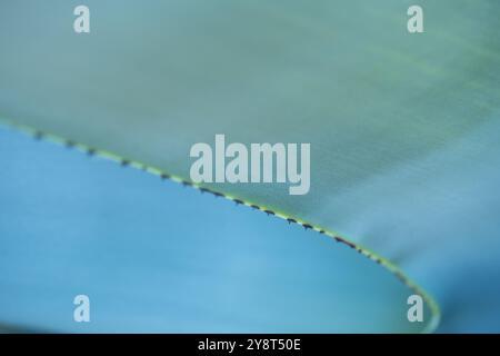 Fond artistique détaillé d'une agave bleue ou d'une plante maguey formant une courbe de gradients bleus et verts. Boissons telles que la tequila mexicaine et mezcal Ar Banque D'Images