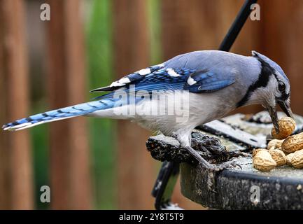 Un Bluejay arrive sur le pont Banque D'Images