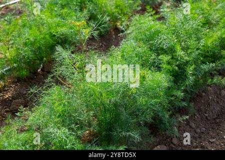 Feesh jeune aneth vert poussant sur le potager Banque D'Images