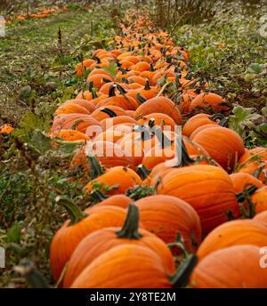 Domaine de citrouilles Banque D'Images