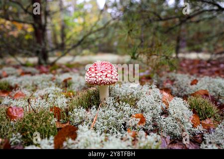 Gros plan d'un champignon rouge vif Amanita Toadstool entouré de mousse blanche et de feuilles mortes dans une forêt tranquille. Capturé dans un éclairage naturel, th Banque D'Images