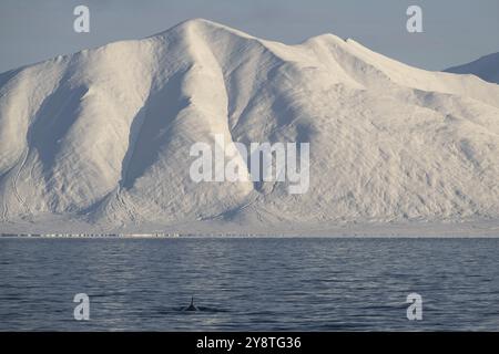 Petit rorqual (Balaenoptera acutorostrata) avec surface dorsale, montagnes enneigées, Woodfjord, Svalbard et Jan Mayen, Norvège, Europe Banque D'Images