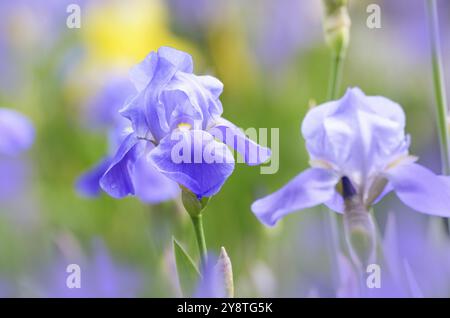 Iris Violet. Belle fleur de jardin close up sur fond vert Banque D'Images