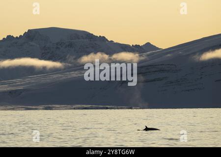 Petit rorqual (Balaenoptera acutorostrata) avec nageoire dorsale, souffle, montagnes enneigées, fjord des bois, archipel du Svalbard, Svalbard et Jan Mayen, No Banque D'Images