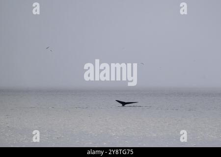 La baleine bleue (Balaenoptera musculus) lève sa queue ou le fluke pour plonger pour se nourrir, Woodfjord, Svalbard et Jan Mayen archipel, Norvège, Europe Banque D'Images