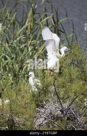 Grande aigrette, Ria Formosa, Olhao, Algarve, Portugal, Europe Banque D'Images