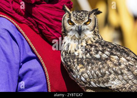 Hibou regardant la caméra. Thèmes animaliers, oiseau majestueux, lumière du jour Banque D'Images