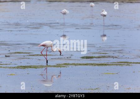 Flamants roses dans le parc naturel de Ria Formosa, Olhao, Algarve, Portugal, Europe Banque D'Images