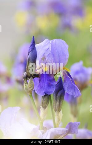 Iris Violet. Belle fleur de jardin close up sur fond vert Banque D'Images