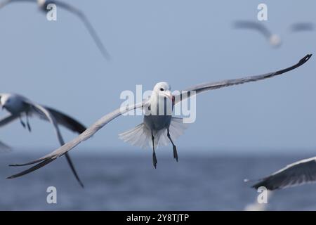 Mouettes de pêche dans l'océan près d'Olhao, Algarve, Portugal, Europe Banque D'Images