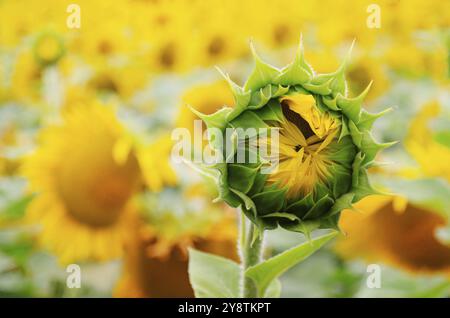 Bourgeon de tournesol prêt à ouvrir sur le fond du champ quelque part en Ukraine Banque D'Images