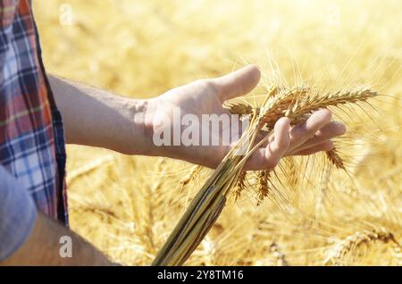 La récolte du blé d'agriculteur détient des épillets prêt dans sa main à l'heure du coucher du soleil de champ de maïs Banque D'Images