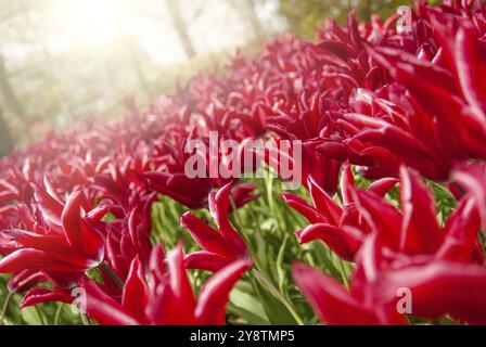 Belle vue sur le parc de Keukenhof, pelouses fleurs sous ciel bleu au cours de l'exposition annuelle Banque D'Images