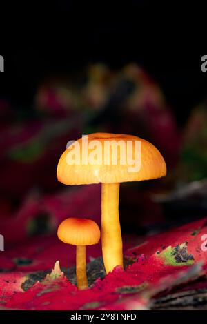 Deux minuscules champignons poussant parmi les feuilles d'automne - Brevard, Caroline du Nord, États-Unis Banque D'Images