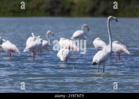 Flamants roses à Fuzeta, Algarve, Portugal, Europe Banque D'Images