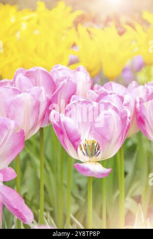 Belle vue sur le parc de Keukenhof, pelouses fleurs sous ciel bleu au cours de l'exposition annuelle Banque D'Images